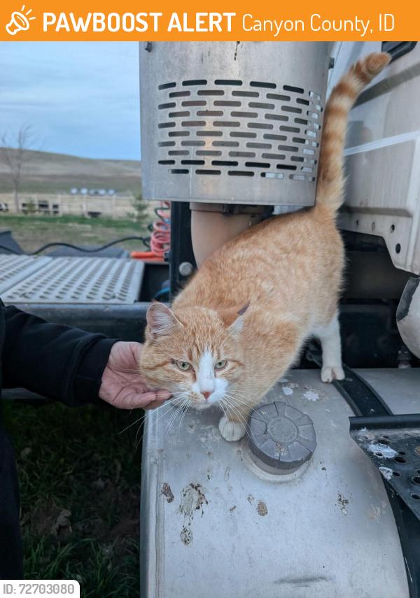 Found/Stray Male Cat last seen Emmett/Hollow/Shalako roads , Canyon County, ID 83607