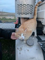 Found/Stray Male Cat last seen Emmett/Hollow/Shalako roads , Canyon County, ID 83607