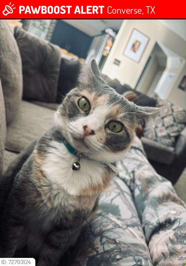Lost Female Cat last seen Belmede ct & Manderly pl , Converse, TX 78109