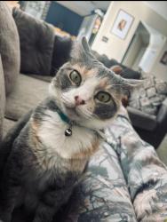 Lost Female Cat last seen Belmede ct & Manderly pl , Converse, TX 78109