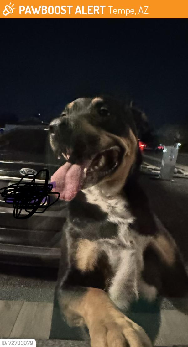 Found/Stray Unknown Dog last seen Weber & Scovel, Tempe, AZ 85288