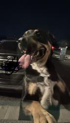 Found/Stray Unknown Dog last seen Weber & Scovel, Tempe, AZ 85288