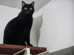 Lost Female Cat last seen Georgetown street, Sanderson, parallel road, Lexington, KY 40511