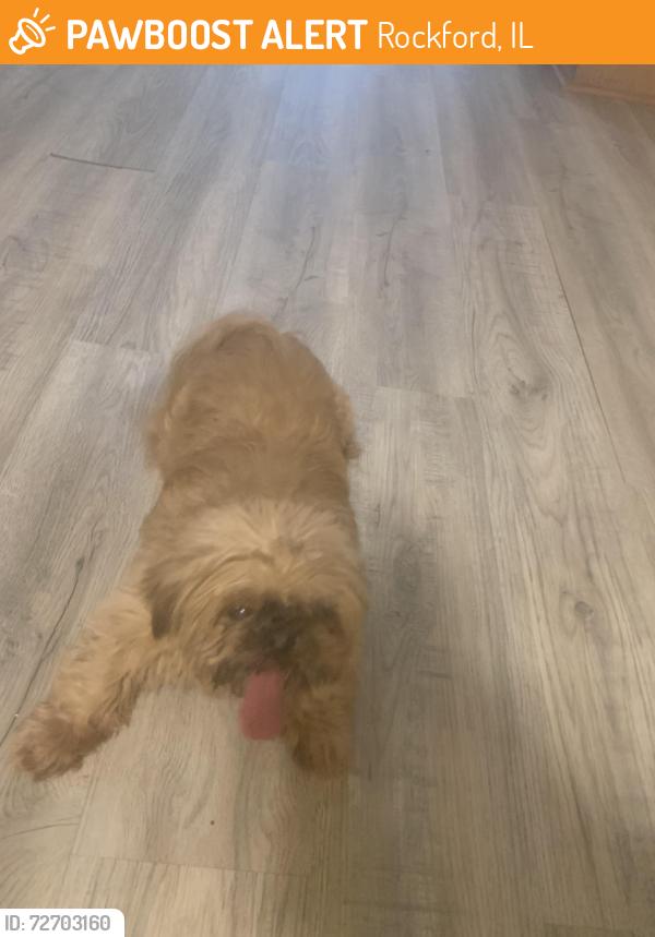 Found/Stray Unknown Dog last seen Cambridge and Preston , Rockford, IL 61102