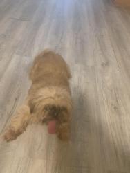 Found/Stray Unknown Dog last seen Cambridge and Preston , Rockford, IL 61102