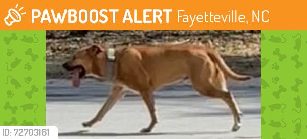 Found/Stray Unknown Dog last seen Running from Hopedale to Yale , Fayetteville, NC 28306