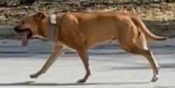 Found/Stray Unknown Dog last seen Running from Hopedale to Yale , Fayetteville, NC 28306
