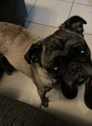 Lost Female Dog last seen Encanto, San Diego, CA 92114