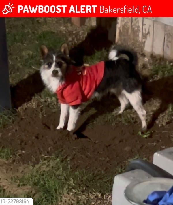 Lost Male Dog last seen Bernard ST and Tulare ST, Bakersfield, CA 93305