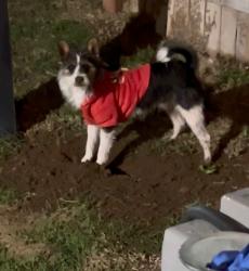Lost Male Dog last seen Bernard ST and Tulare ST, Bakersfield, CA 93305