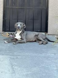Found/Stray Male Dog last seen Baseline St, San Bernardino, CA 92410