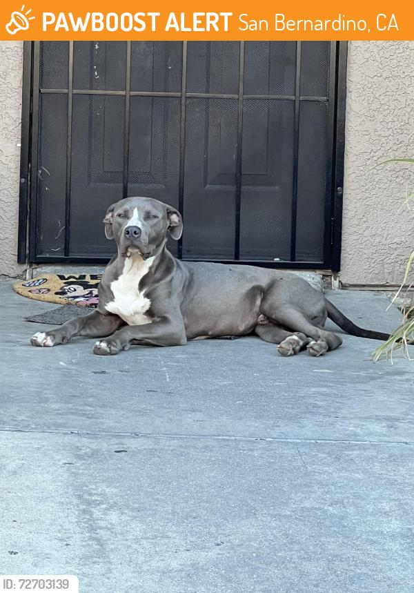 Found/Stray Male Dog last seen Baseline St, San Bernardino, CA 92410