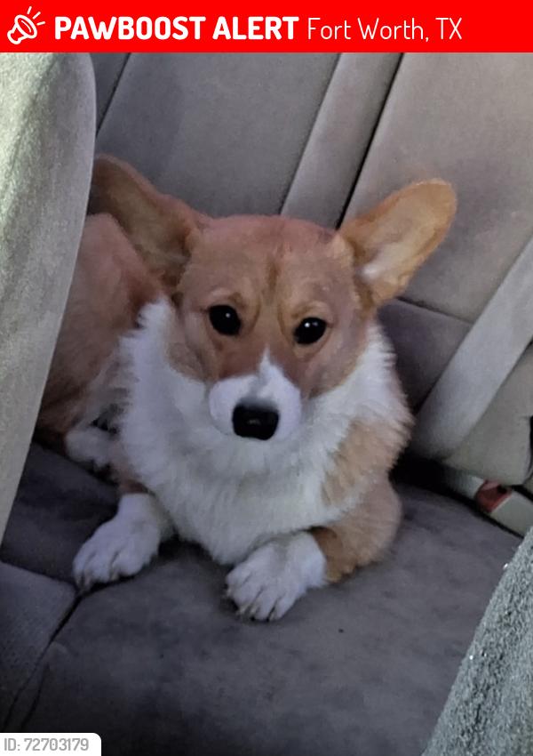 Lost Female Dog last seen Near N Calhoun St, Fort Worth, TX 76164