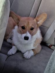 Lost Female Dog last seen Near N Calhoun St, Fort Worth, TX 76164