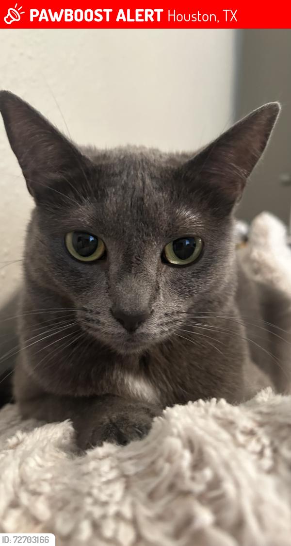 Lost Female Cat last seen MAA Energy Park apmts, Houston, TX 77084