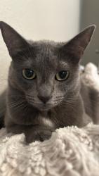 Lost Female Cat last seen MAA Energy Park apmts, Houston, TX 77084