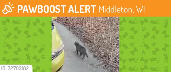 Found/Stray Unknown Cat last seen Allen Blvd, Middleton WI, Middleton, WI 53562