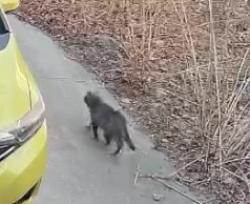 Found/Stray Unknown Cat last seen Allen Blvd, Middleton WI, Middleton, WI 53562