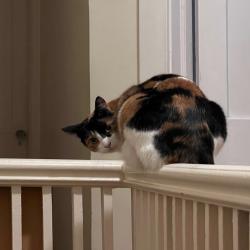 Lost Female Cat last seen Dufferin St and Springhurst Ave, Toronto, ON M6K 1B1