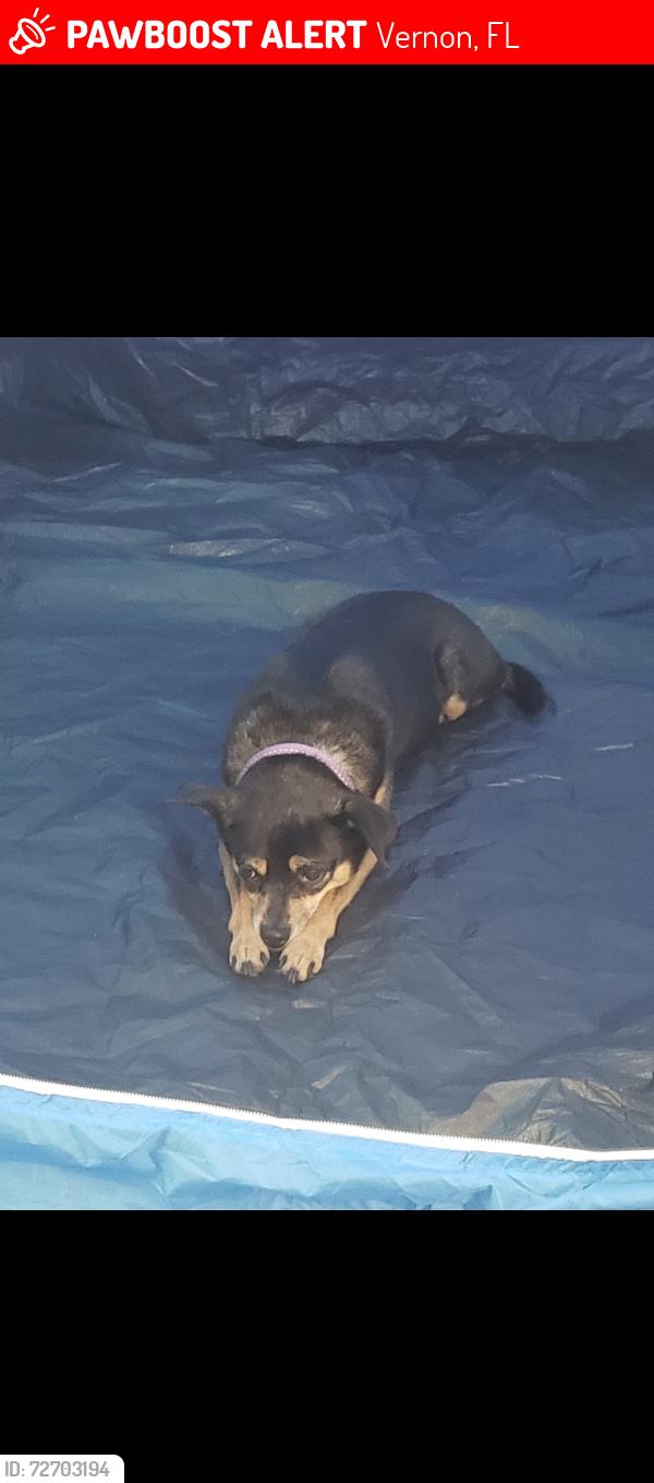 Lost Female Dog last seen Creek RD cook RD, Vernon, FL 32462