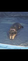 Lost Female Dog last seen Creek RD cook RD, Vernon, FL 32462