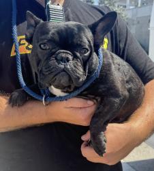 Found/Stray Male Dog last seen W 132nd St and Hawthorne Blvd, Hawthorne, CA 90250