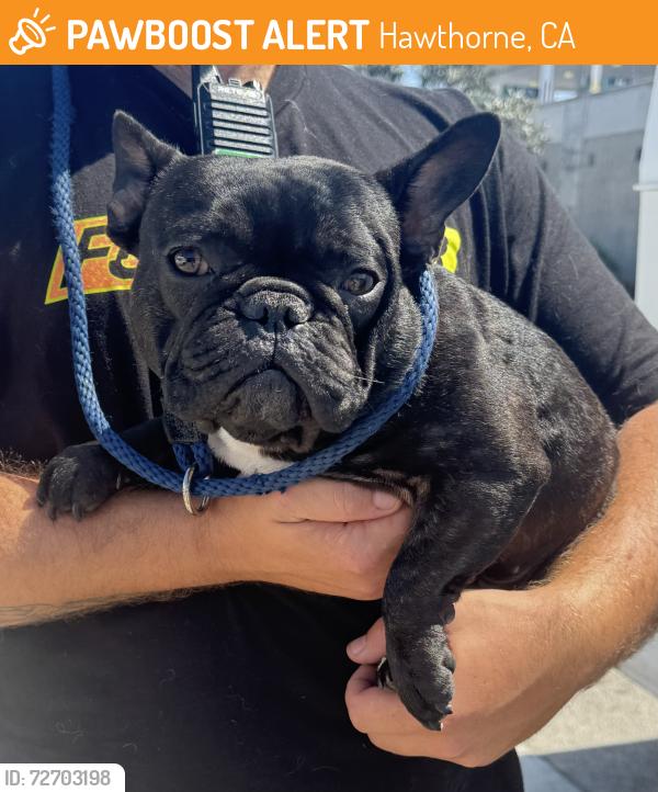 Found/Stray Male Dog last seen W 132nd St and Hawthorne Blvd, Hawthorne, CA 90250