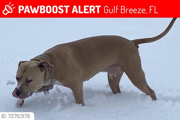 Lost Male Dog last seen Government , Gulf Breeze, FL 32563