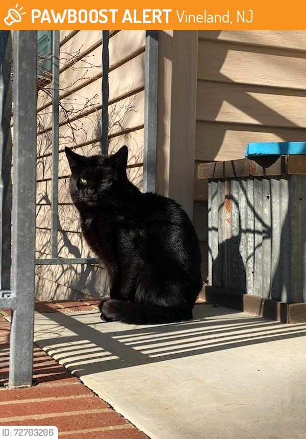 Found/Stray Male Cat last seen E Sherman Ave and Hancebridge Rd, Vineland, NJ 08361