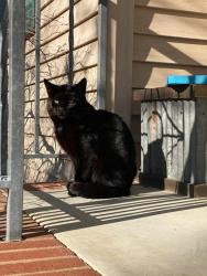 Found/Stray Male Cat last seen E Sherman Ave and Hancebridge Rd, Vineland, NJ 08361