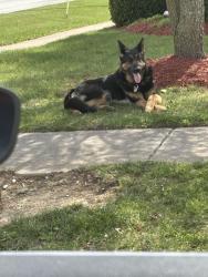 Lost Unknown Dog last seen 38th Carroll farms dr, Indianapolis, IN 46235