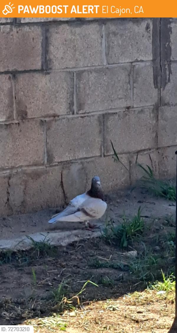 Found/Stray Unknown Bird last seen Mollison , El Cajon, CA 92021
