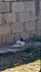 Found/Stray Unknown Bird last seen Mollison , El Cajon, CA 92021