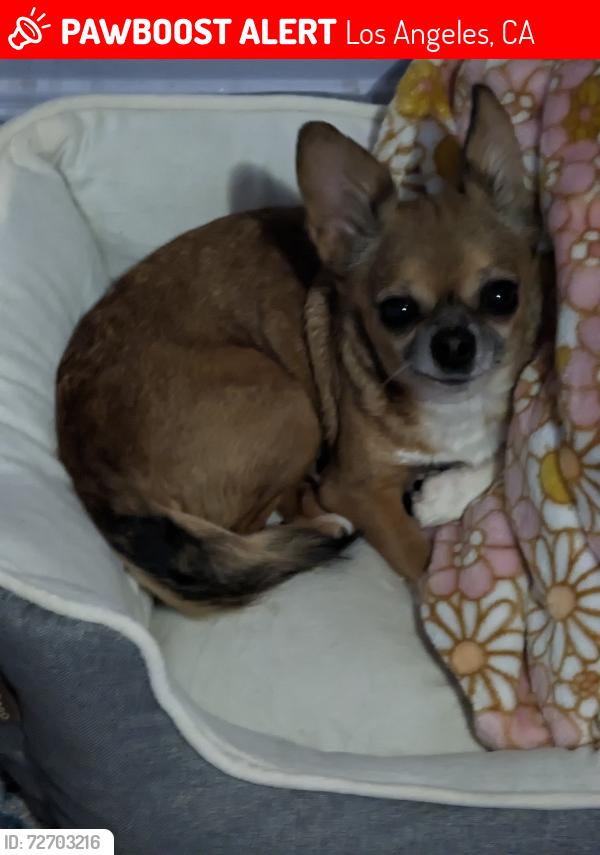 Lost Female Dog last seen Gage and avalon , Los Angeles, CA 90003