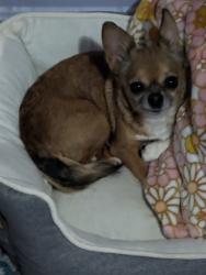 Lost Female Dog last seen Gage and avalon , Los Angeles, CA 90003