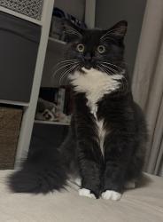 Lost Male Cat last seen Quedgeley, Yate, Yate, England BS37