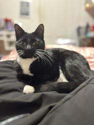 Lost Male Cat last seen Carol Ann Cross Park, Fort Smith, AR 72903