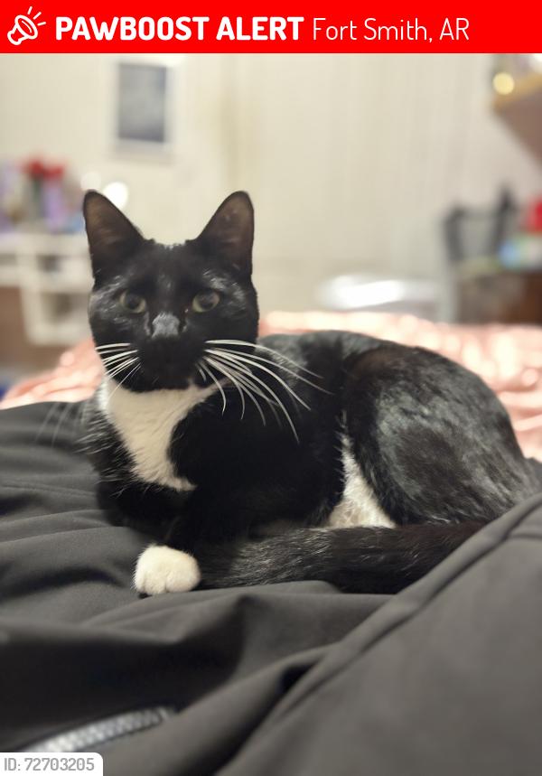 Lost Male Cat last seen Carol Ann Cross Park, Fort Smith, AR 72903