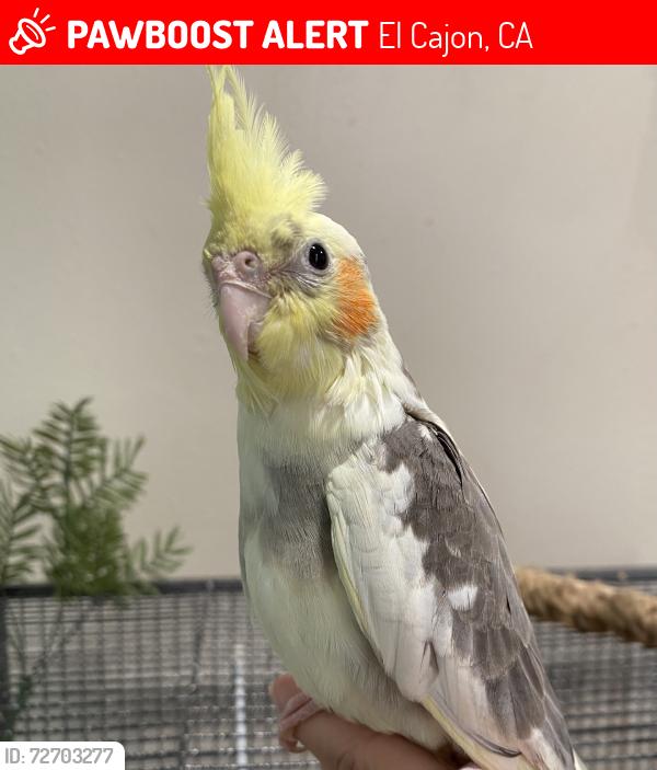 Lost Male Bird last seen Southbound Dawnridge Ave, El Cajon, CA 92021