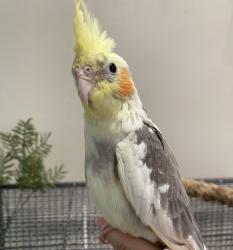 Lost Male Bird last seen Southbound Dawnridge Ave, El Cajon, CA 92021