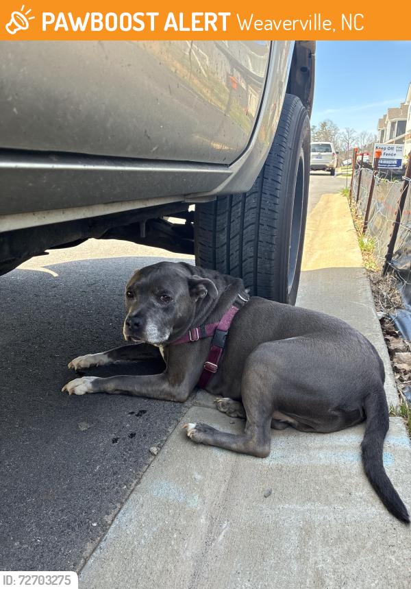 Found/Stray Male Dog last seen reems creen, Weaverville, NC 28787