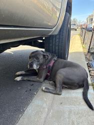 Found/Stray Male Dog last seen reems creen, Weaverville, NC 28787
