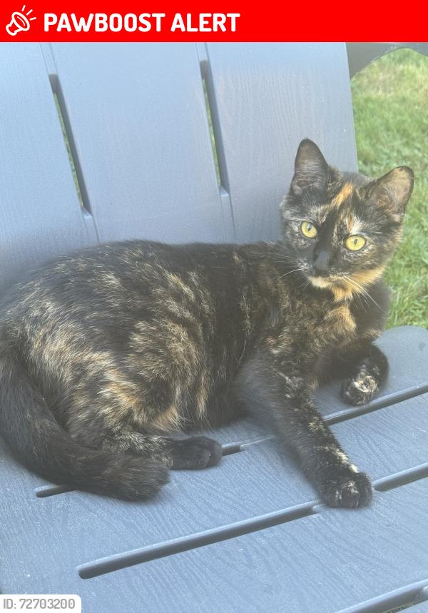 Lost Female Cat last seen Reichenbach Road and 141 ave Pitt Meadows. Near the dyke., Pitt Meadows, BC V3Y 1Z1