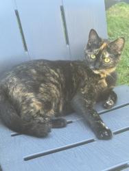 Lost Female Cat last seen Reichenbach Road and 141 ave Pitt Meadows. Near the dyke., Pitt Meadows, BC V3Y 1Z1