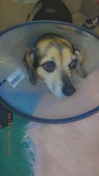 Lost Female Dog last seen Dabneys Mill Rd, King William County, VA 23106