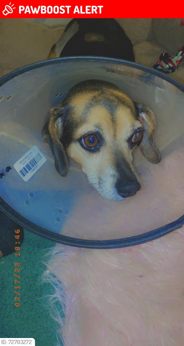 Lost Female Dog last seen Dabneys Mill Rd, King William County, VA 23106