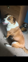 Lost Female Dog last seen Cheney smoke dr, Stockbridge, GA 30281
