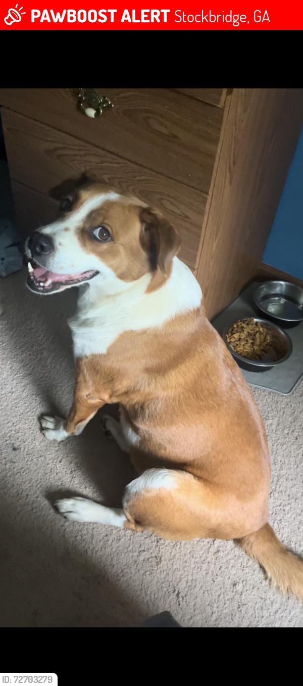 Lost Female Dog last seen Cheney smoke dr, Stockbridge, GA 30281