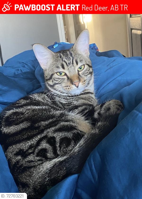 Lost Male Cat last seen Lundberg Crescent , Red Deer, AB T4R