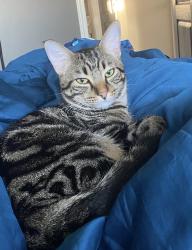 Lost Male Cat last seen Lundberg Crescent , Red Deer, AB T4R